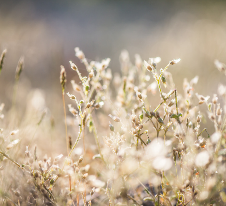 confiance, sérénité, hypnose humaniste